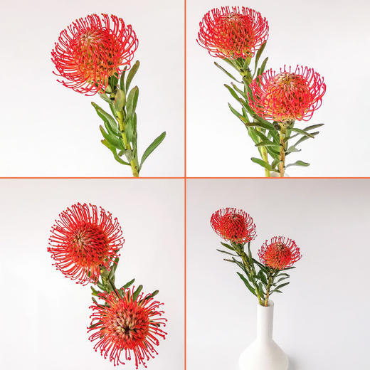 针垫花 1支/扎 以实物为准 云南基地发货（价格已包含包装费用） 运费以实际为准，多退少补。 商品图6