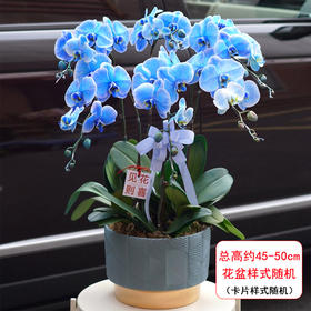 蓝色紫色蝴蝶兰盆栽马卡龙吸色蝴蝶兰真花植物高级感室内客厅玄关前台盆景生日祝福送礼