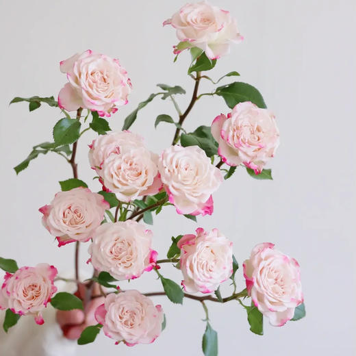 多头玫瑰 折射 10支/扎 云南基地发货 （价格已包含包装费用） 运费以实际为准，多退少补。 商品图2