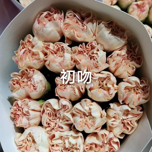 康乃馨.初吻 商品图1