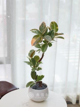 JT白圆盆-花金刚