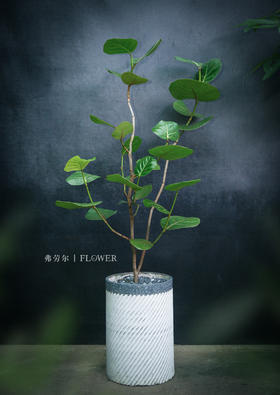 JT斜纹水泥盆-海葡萄