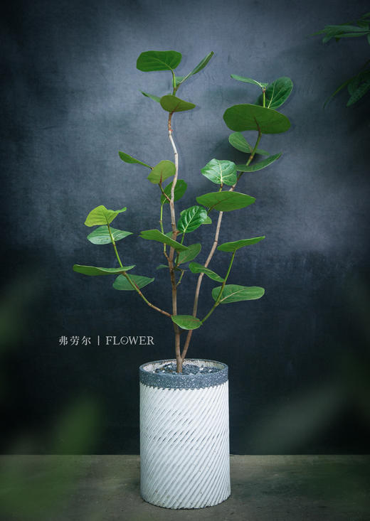 JT斜纹水泥盆-海葡萄 商品图0