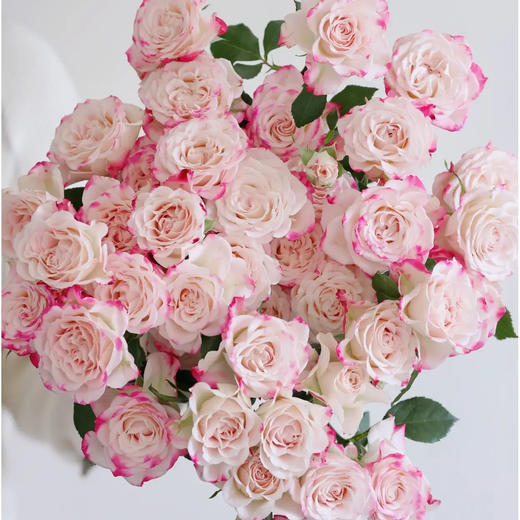 多头玫瑰 折射 10支/扎 云南基地发货 （价格已包含包装费用） 运费以实际为准，多退少补。 商品图0