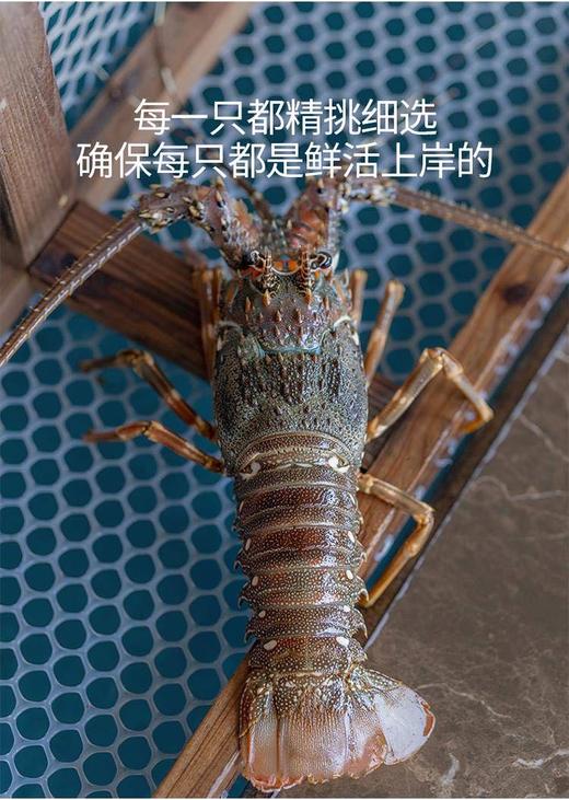 【福建】东山岛野生小青龙 深海捕捞 鲜活速冻 商品图4