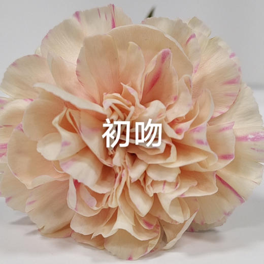 康乃馨.初吻 商品图0