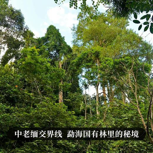 【野象林高杆】2018年头春头采勐海野象林稀缺高杆资源三国交界处环境原始357g 商品图7