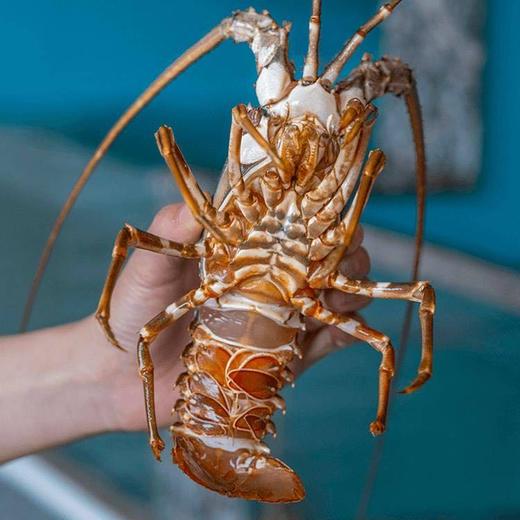 【福建】东山岛野生小青龙 深海捕捞 鲜活速冻 商品图2