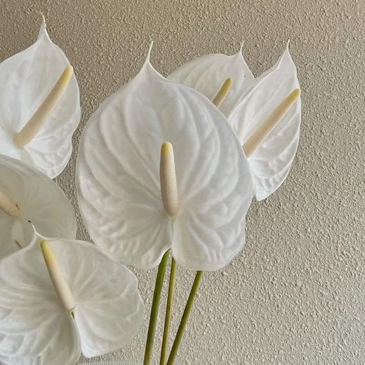 白掌 10支/盒 以实物为准 云南基地发货（价格已包含包装费用） 运费以实际为准，多退少补。 商品图1