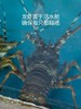【福建】东山岛野生小青龙 深海捕捞 鲜活速冻 商品缩略图3