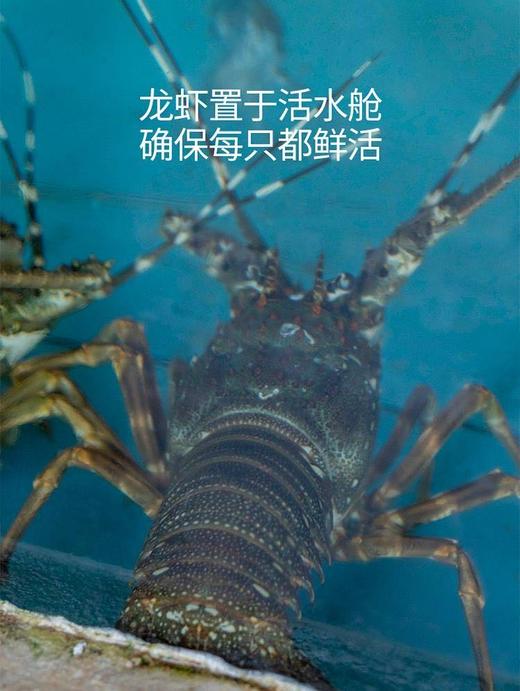 【福建】东山岛野生小青龙 深海捕捞 鲜活速冻 商品图3