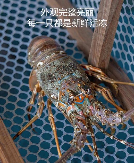 【福建】东山岛野生小青龙 深海捕捞 鲜活速冻 商品图6