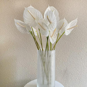 白掌 10支/盒 以实物为准 云南基地发货（价格已包含包装费用） 运费以实际为准，多退少补。