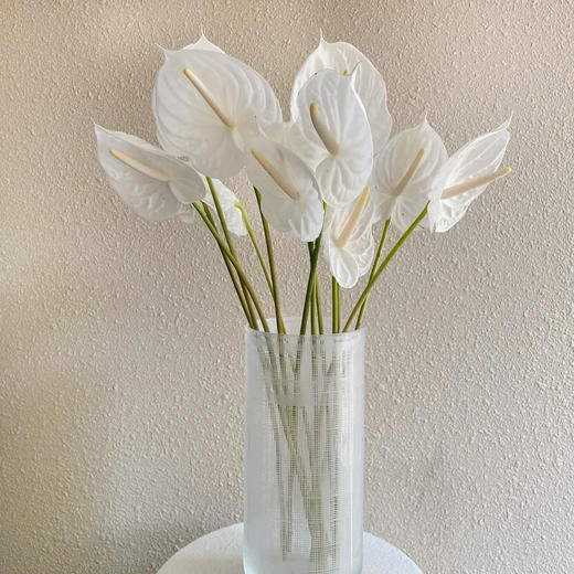 白掌 10支/盒 以实物为准 云南基地发货（价格已包含包装费用） 运费以实际为准，多退少补。 商品图0