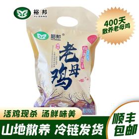 裕邦山地散养鸡老母鸡