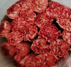 单头康乃馨 | 梅根