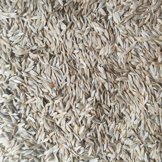 生菜籽（生）500g 商品图0