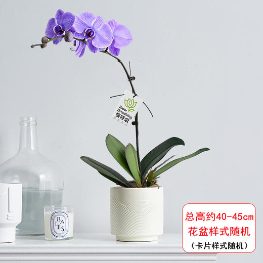 蓝色紫色蝴蝶兰盆栽马卡龙吸色蝴蝶兰真花植物高级感室内客厅玄关前台盆景生日祝福送礼 商品图7