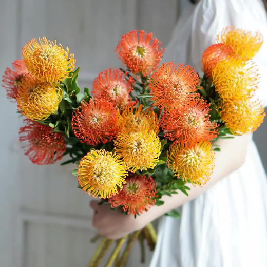 针垫花 1支/扎 以实物为准 云南基地发货（价格已包含包装费用） 运费以实际为准，多退少补。 商品图0