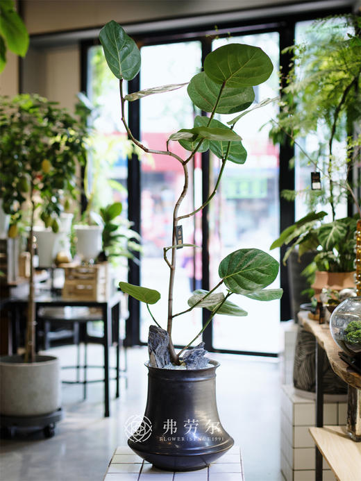 JT黑圆盆-海葡萄 商品图0