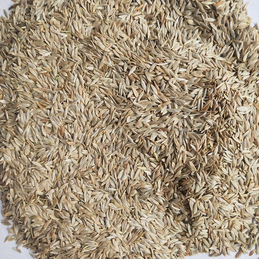 生菜籽（生）500g 商品图1