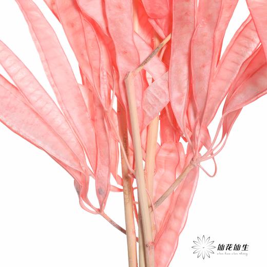 永生花材 | 扁豆粉 商品图2