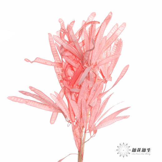 永生花材 | 扁豆粉 商品图4
