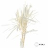 永生花材 | 扁豆白 商品缩略图0