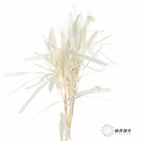 永生花材 | 扁豆白