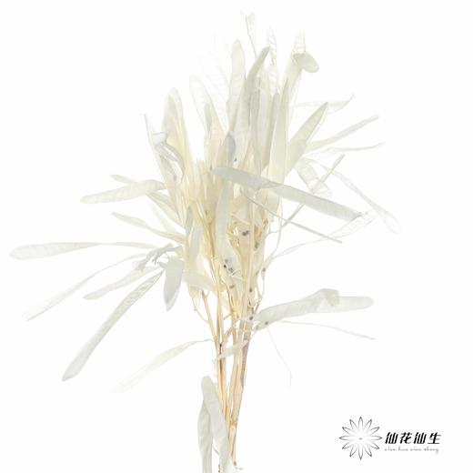 永生花材 | 扁豆白 商品图0
