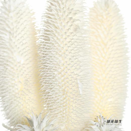 永生花材 | 拉毛果 商品图2