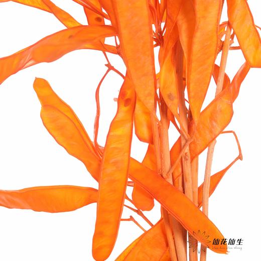 永生花材 | 扁豆橙 商品图1