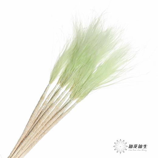 针毛 | 浅绿色 商品图1