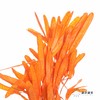 永生花材 | 扁豆橙 商品缩略图2