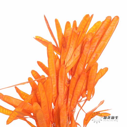 永生花材 | 扁豆橙 商品图2