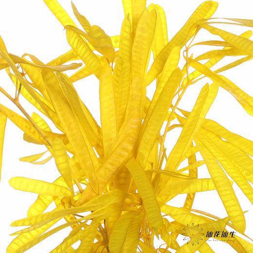 永生花材 | 扁豆黄 商品图3