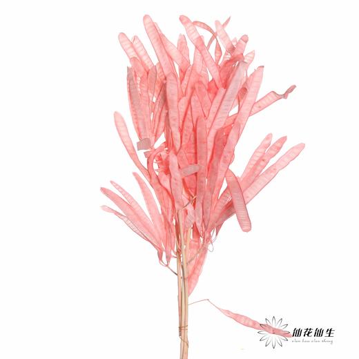 永生花材 | 扁豆粉 商品图0