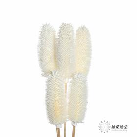 永生花材 | 拉毛果