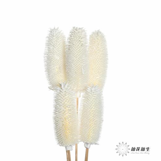 永生花材 | 拉毛果 商品图0