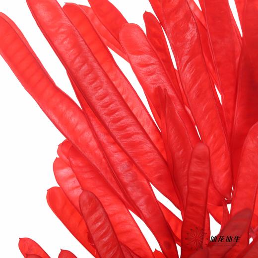 永生花材 |扁豆红 商品图1