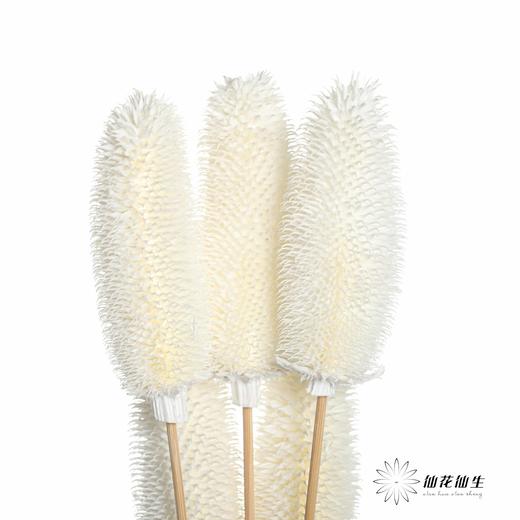 永生花材 | 拉毛果 商品图4