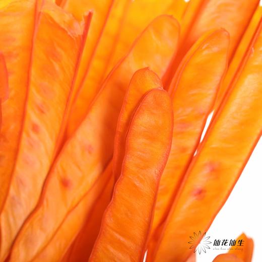 永生花材 | 扁豆橙 商品图3