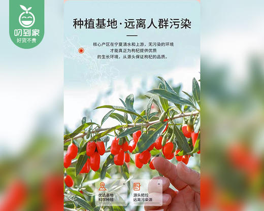 宁夏枸杞（大颗粒）/1包（约250g）生产日期：12月20日左右 商品图2