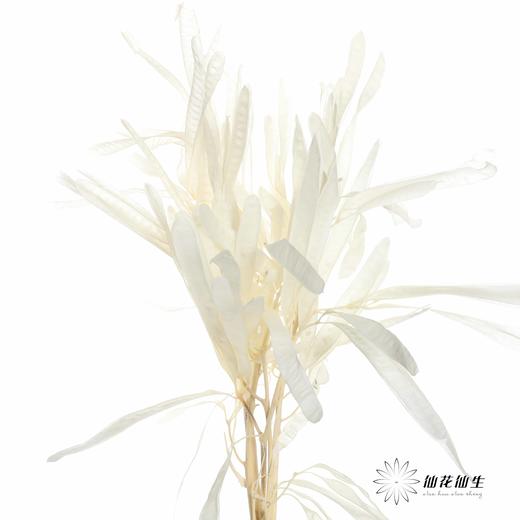 永生花材 | 扁豆白 商品图2