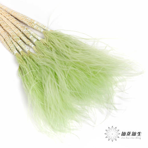 针毛 | 浅绿色 商品图0