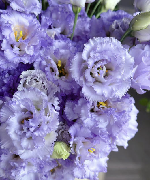 【洋桔梗】~波浪农民紫  若干枝/扎 商品图4