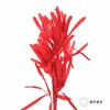 永生花材 |扁豆红 商品缩略图0