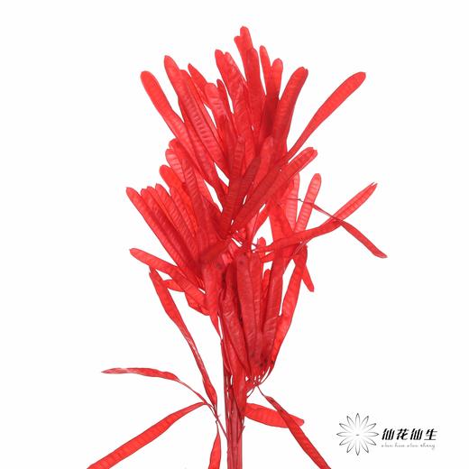 永生花材 |扁豆红 商品图0