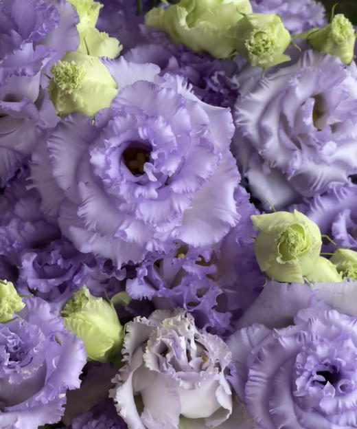 【洋桔梗】~波浪农民紫  若干枝/扎 商品图5