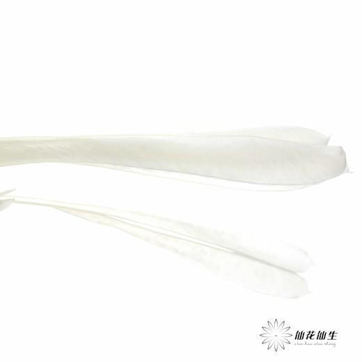 永生花材 | 扁豆白 商品图3